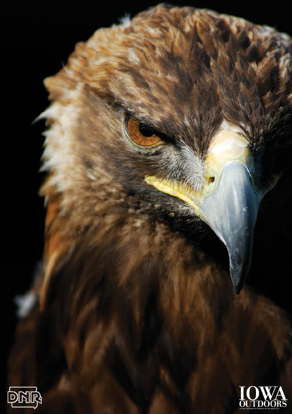 Golden in Search of Wings Iowa's Golden Eagles DNR News